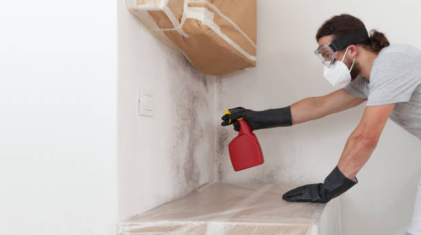 Professional Black Mold Remediation technician working in Eagle, MI