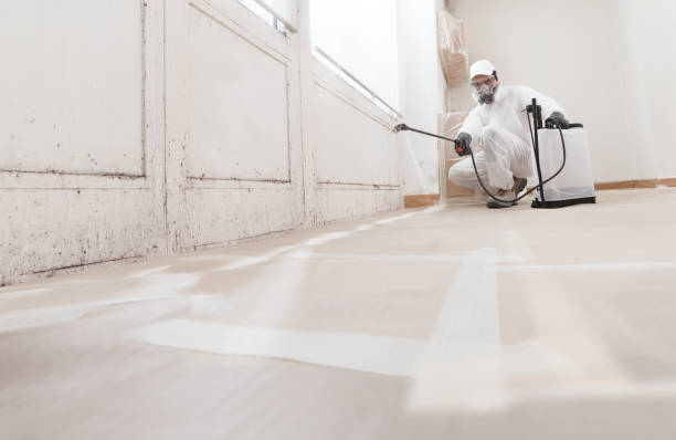 24/7 Emergency Black Mold Remediation experts in Eagle, MI