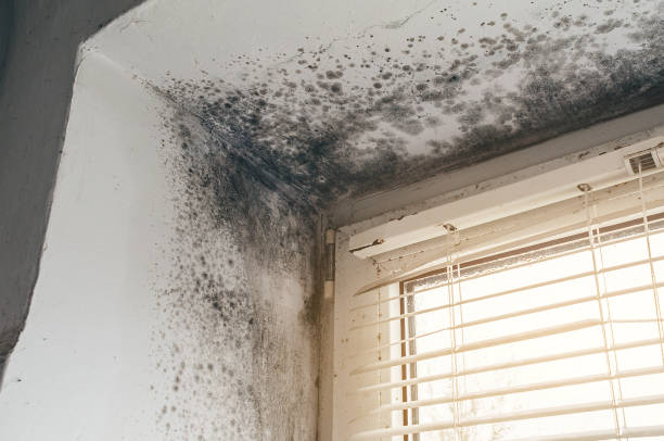 Affordable Black Mold Remediation solutions in Eagle, MI